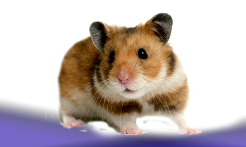 A. Hamster Animales