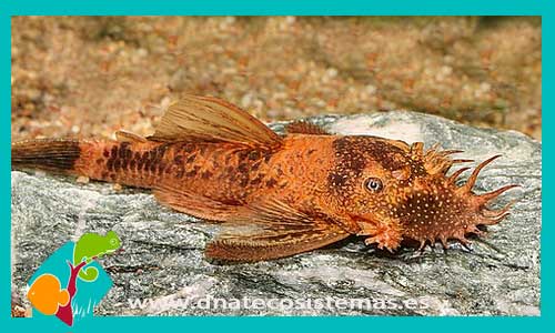 ancistrus-dolichopterus-adulto-lda16-med-marmol-venta-de-peces-online