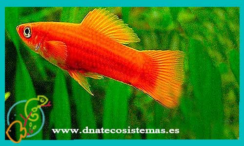 oferta-venta-xipho-rojo-hembra-4-5cm-xiphophorus-helleri-tienda-peces-tropicales-baratos-online-venta-peces-espadas-por-internet-tienda-mascotas-peces-rebajas-con-envio