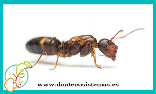 oferta-venta-hormigas-colobopsis-truncata-tienda-de-invertebrados-baratos-online-venta-insectos-economicos-por-internet-tienda-mascotas-rebajas-online