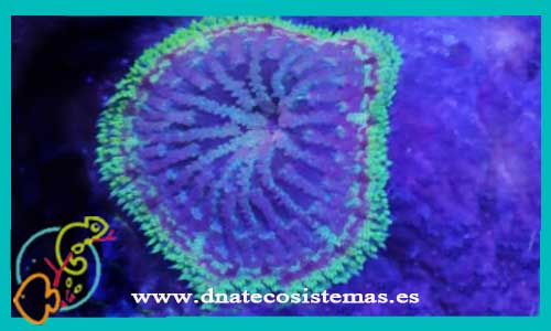oferta-stichodactyla-tapetum-mix-color-6-9cm-tienda-de-anemonas-baratas-online-venta-de-peces-marinos-economicos-internet-tiendamascotasdnatecosistemasonline