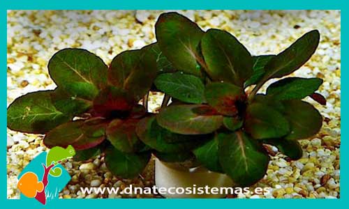 lobelia-cardinalis-mini-plantas-para-acuarios-de-agua-dulce-estanque