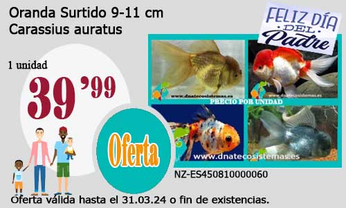 13-03-24-oranda-surtido-12-13cm-tienda-online-peces-venta-de-peces-compra-de-peces-online-peces-baratos