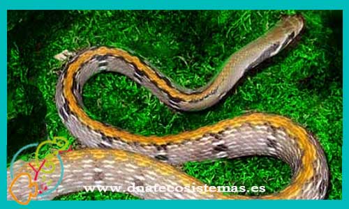 oferta-venta-serpiente-rayada-amarilla-m-l-coelognathus-flavolineatus-tienda-de-reptiles-baratos-online-venta-de-serpientes-economicos-por-internet-tienda-de-mascotas-en-rebajas-online