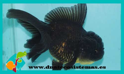 oranda-negro-oranda-panda-11-14cm-tienda-online-peces-venta-de-peces-compra-de-peces-online-peces-baratos