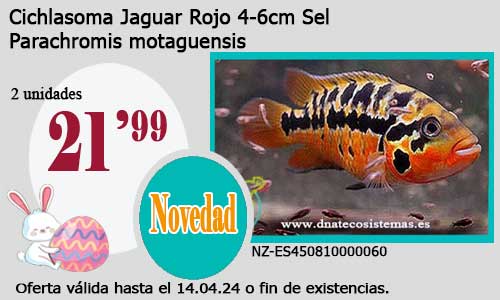 Cichlasoma Jaguar Rojo 4-6cm Sel.