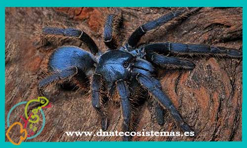 oferta-venta-tarantula-silver-1cm-ornithoctoninae-sp-silver-tienda-de-invertebrados-baratos-online-venta-tarantulas-economicas-por-internet-tienda-mascotas-rebajas-online
