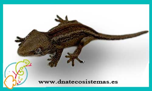 oferta-venta-gecko-crestado-auriculatus-hembra-m-l-ccee-rhacodactylus-auriculatus-ciliatus-leachianus-tienda-reptiles-baratos-online-venta-gecko-por-internet-tienda-mascotas-gecko-rebajas-con-envio