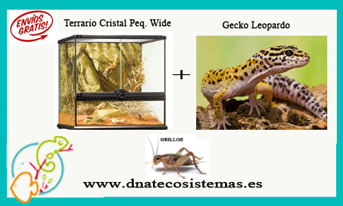 Oferta Pack Gecko Leopardo