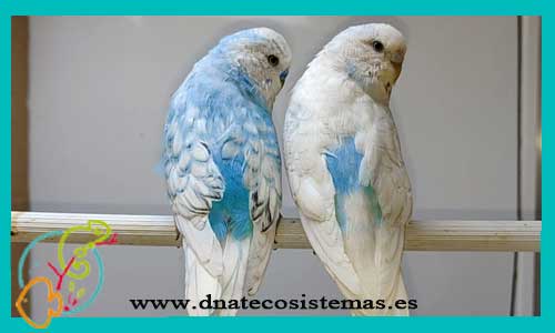 oferta-periquito-azul-celeste-melopsitacus-undulatus-tienda-de-animales-mascotas-pajaros-online-venta-de-pajaros-por-internet