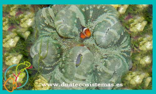oferta-stichodactyla-haddoni-verde-y-blanca-10-15cm-tienda-de-peces-marinos-online-venta-anemonas-por-internet-tiendamascotasonline-barato