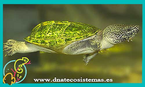 oferta-venta-tortuga-de-tres-lomos-mediana-ccee-staurotypus-triporcatus-tienda-tortuga-patas-cabezas-rojas-online-venta-tortugas-calidad-baratas-por-internet-tienda-dnatecosistemas-reptiles-rebajas-bonitos-online