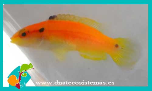 bodianus-bimaculatus-4-6cm-tienda-de-peces-online-peces-por-internet-mundo-marino-todo-marino