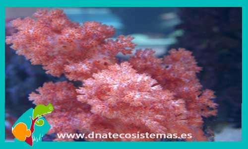 neospongodes-coral-blando-sp-tienda-de-peces-acuario-luces-comida-alimento-vivo