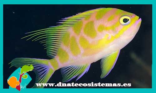 odontanthias-borboniusi-tienda-de-peces-online