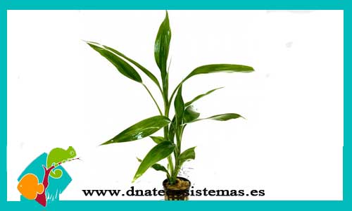 dracaena-deremensis-plantas-para-terrario-barato