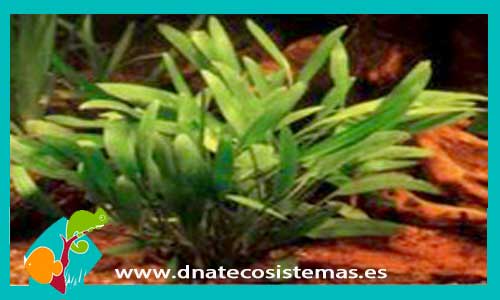 ccryptocoryne-wallisii-plantas-para-acuarios-de-agua-dulce