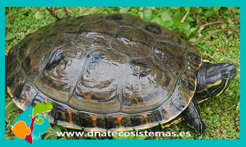 tortuga-nicaraguense-trachemys-emolli-tienda-de-reptiles-online