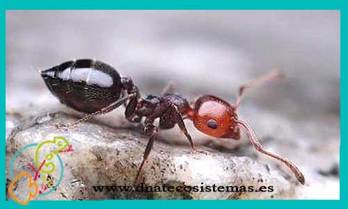 oferta-hormigas-crematogaster-scutellaris-reina-tienda-de-invertebrados-online-venta-de-hormigas-por-internet-tiendamascotasonline-venta-reptiles-online-barato-economico