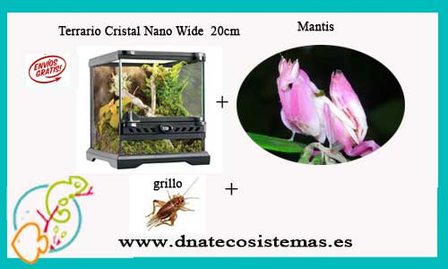 ofeta-pack-mantis-orquideaterrario-cristal-nano-wide-tienda-reptiles-online-venta-de-escorpiones-internet-tiendamascotasonline-venta-accesorios-internet-barato-economico