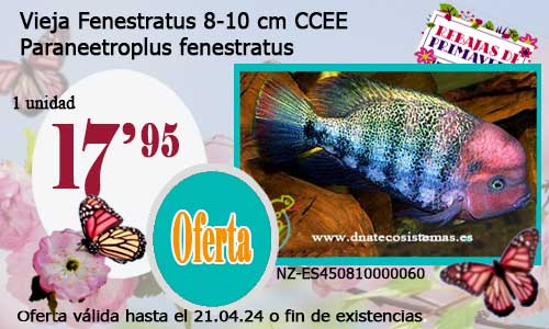 Vieja Fenestratus 8-10 cm CCEE.