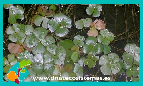 marsilea-drummondii-plantas-para-acuarios-de-agua-dulce