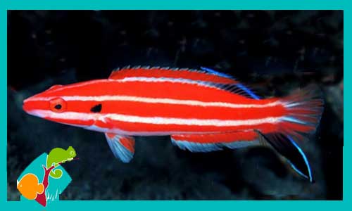 bodianus-opercularis-tienda-de-peces-online-peces-por-internet-mundo-marino-todo-marino