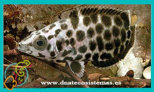 oferta-venta-gurami-leopardo-3-4cm-sel-ctenopoma-acutirostre-phaerichthys-osphromenoides-trichogaster-vittatus-tienda-anabatidos-baratos-online-venta-peces-tropicales-por-internet-tienda-mascotas-rebajas-envio