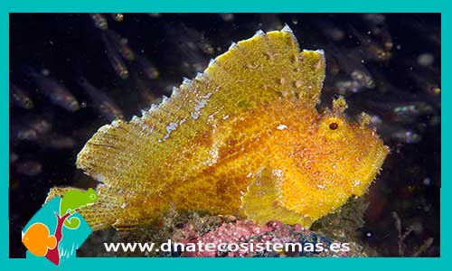 taenianotus-triacanthus-amarillo2-tienda-de-peces-online-peces-por-internet-mundo-marino-todo-marino-comida-congelada-skimer-filtro-bomba-acondicionador-test-fluorescente-pantalla