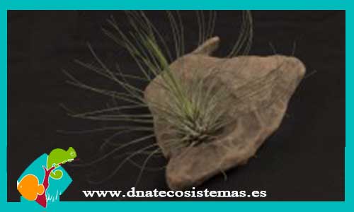 tillandsia-filifolia-diametro-6cm-altura-6cm-tienda-online-de-productos-para-terrarios