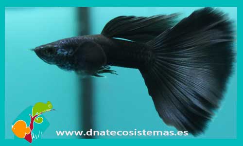 guppy-3.5-selecto-macho-full-black-poecilia-reticulata-tienda-de-peces-online