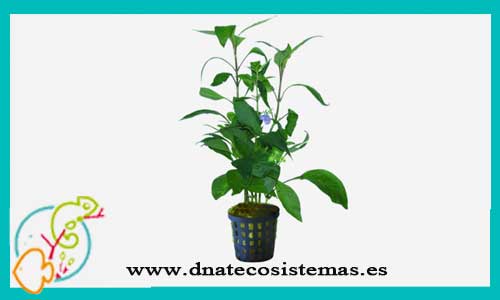 oferta-venta-hygrophila-corymbosa-green-plantas-para-acuarios-de-agua-dulce