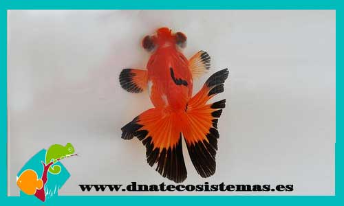 oferta-telescopico-rojo-negro-mariposa-sarasa-7-8-cm-venta-de-peces-online-tienda-de-peces-online