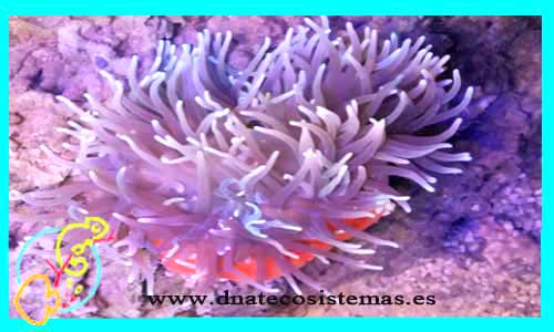 oferta-venta-macrodactyla-doreensis-10-12cm-anemona-tienda-anemonas-baratas-online-venta-invertebrados-economicos-por-internet-tienda-peces-marinos-rebajas-online