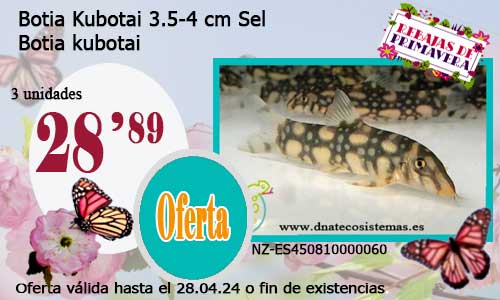 10-04-24-botia-kubotai-3.5-4cm-peces-de-agua-dulce-venta-online-espana
