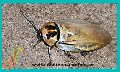 oferta-cucaracha-eublaberus-distanti-15-unidades-tienda-insectos-online-venta-invertebrados-por-internet-tiendamascotasonline-barato-economico