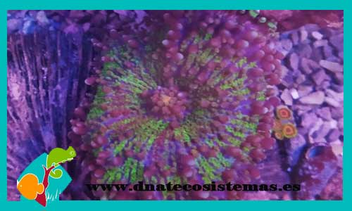ricodea-yuma-premium-tienda-online-venta-de-corales-baratos-online