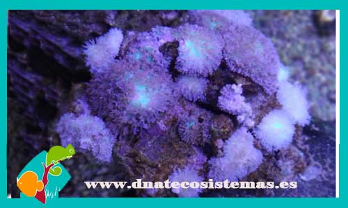 rhodacthys-grupo-rhodactis-indosinesis-coral-peludo-tienda-de-peces-online-acuario-led-plantas-algas-rocas-cuevas-arena
