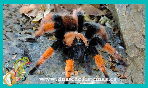 oferta-venta-tarantula-emilia-2cm-brachypelma-emilia-arana-mejicana-roja-tarantula-mejicana-tienda-tarantulas-online-tienda-de-grillos-venta-de-alimento-vivo-spider-tarantule