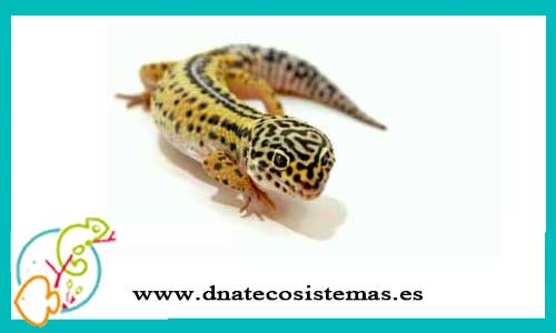 oferta-venta-gecko-leopardo-tremper-eublepharis-macularius-tienda-de-reptiles-baratos-online-venta-de-geckos-economicos-por-internet-tienda-mascotas-rebajas-online