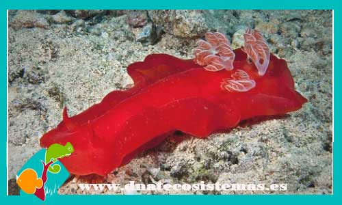 hexabranchus-sanguineus-nudibraquios-tienda-de-peces-marinos-online-venta-de-peces-por-internet