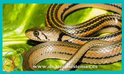 oferta-venta-serpiente-rayada-de-indonesia-xenochrophis-melanzostus-tienda-de-reptiles-baratos-online-venta-de-serpientes-economicos-por-internet-tienda-mascotas-dnatecosistemas-rebajas-online