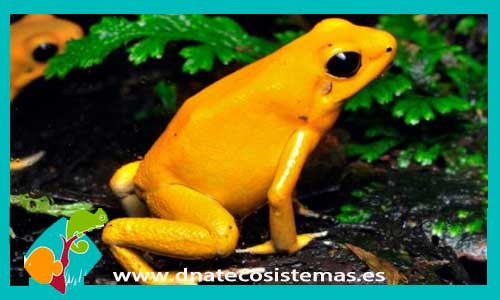 rana-flecha-colombiana-phyllobates-terribilis-venta-de-reptiles-anfibios-online-venta-de-camaleones-online-tienda-online-de-reptiles-