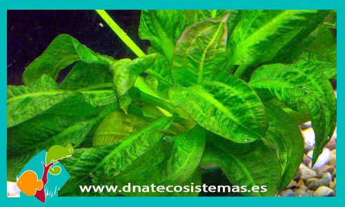 echinodorus-parviflorus-plantas-para-acuarios-de-agua-dulce