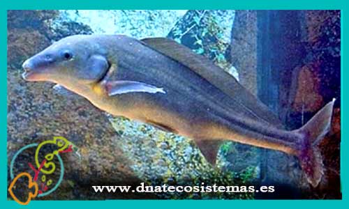 oferta-venta-pez-delfin-15-20cm-mormyrus-longirostris-tienda-peces-baratos-online-venta-peces-cuchillos-afines-por-internet-tienda-mascotas-dnatecosistemas-rebajas-online
