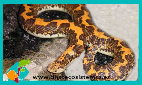 boa-de-arena-de-kenia-eryx-colubrinus-loveridgei-serpientes-baratas-venta-de-reptiles-online-calidad