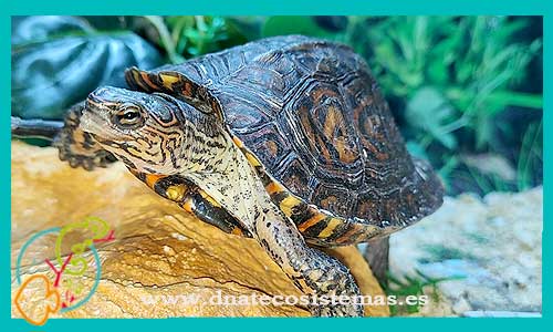 oferta-venta-tortuga-pintada-bosque-p-rhinoclemmys-pulcherrima-manni-tienda-reptiles-baratos-online-venta-tortugas-economicas-por-internet-tienda-mascotas-rebajas-online