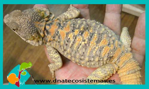 agama-esponosa-multicolor-laudakia-brachydactyla-tienda-de-reptiles-online