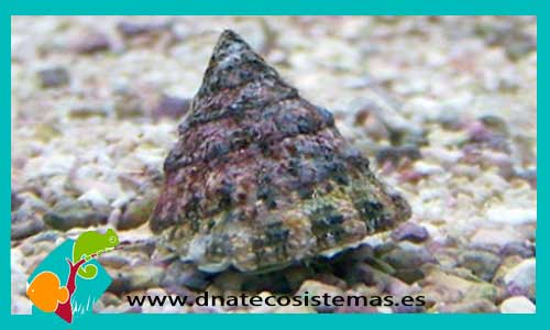 astraea-snail-caracol-marino-tienda-de-peces-online