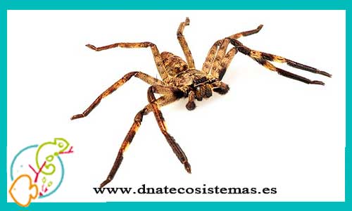 oferta-venta-arana-cangrejo-africana-adulta-hembra-barylestis-scutatus-tienda-tarantulas-baratas-online-venta-invertebrados-bonitos-por-internet-tienda-mascotas-rebajas-online